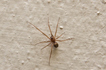 spider bites can be painless at first